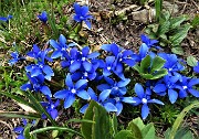 73 Bouquet di genzianelle di primavera (Gentiana verna) 